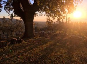 borgo-con-pecore
